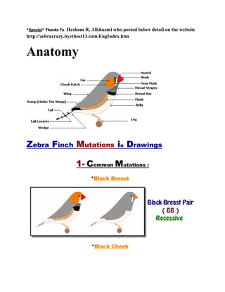 *Special* Thanks To

Hesham R. Alkhazmi who posted below detail on the website
http://zebracrazy.byethost13.com/EngIndex.htm

Anatomy

Zebra Finch Mutations in Drawings
1- Common Mutations :
*Black Breast

*Black Cheek

 