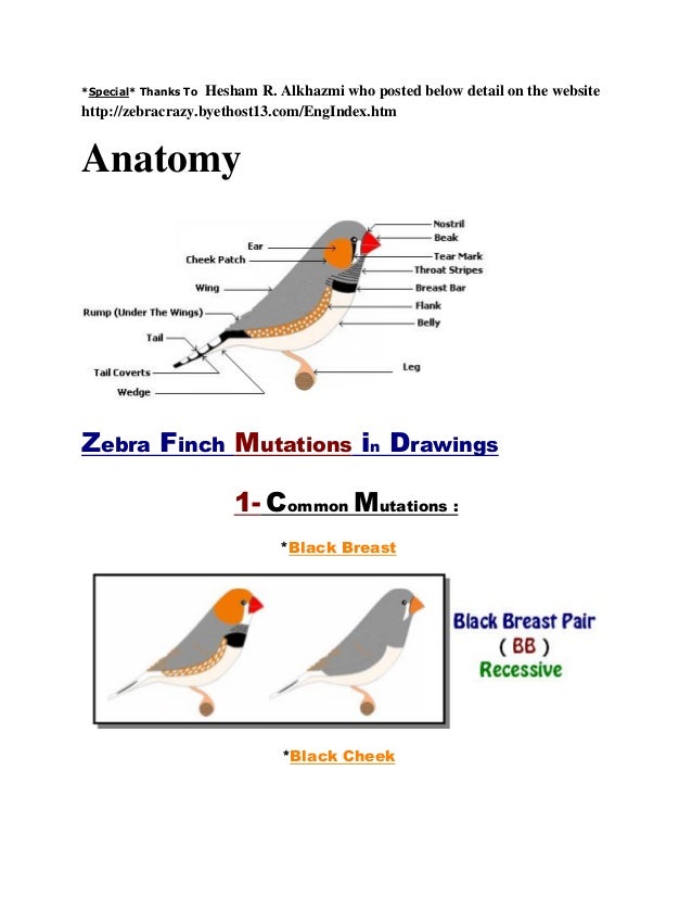 australian finch breeds