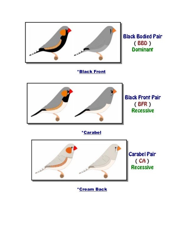 triple black zebra finch