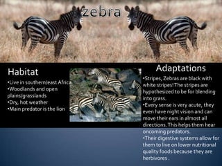 Habitat                              Adaptations
                                •Stripes, Zebras are black with
•Live in southern/east Africa   white stripes! The stripes are
•Woodlands and open             hypothesized to be for blending
plains/grasslands               into grass.
•Dry, hot weather               •Every sense is very acute, they
•Main predator is the lion      even have night vision and can
                                move their ears in almost all
                                directions. This helps them hear
                                oncoming predators.
                                •Their digestive systems allow for
                                them to live on lower nutritional
                                quality foods because they are
                                herbivores .
 