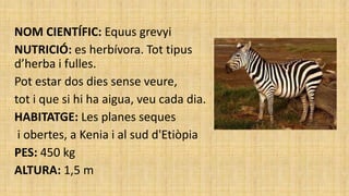 NOM CIENTÍFIC: Equus grevyi
NUTRICIÓ: es herbívora. Tot tipus
d’herba i fulles.
Pot estar dos dies sense veure,
tot i que si hi ha aigua, veu cada dia.
HABITATGE: Les planes seques
i obertes, a Kenia i al sud d'Etiòpia
PES: 450 kg
ALTURA: 1,5 m
 