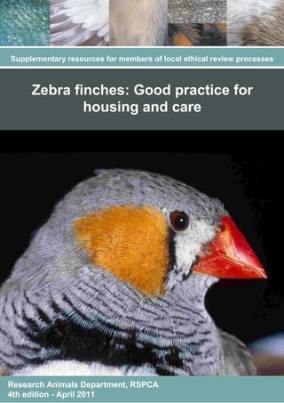 Supplementary resources for members of local ethical review processes

Zebra finches: Good practice for
housing and care

Research Animals Department, RSPCA
4th edition - April 2011

 