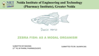 ZEBRA FISH: AS A MODAL ORGANISM
SUBMITTED BY MAHIMA
(1ST YR, M PHARM, PHARMACOLOGY)
SUBMITTED TO DR. SAUMYA DAS
Noida Institute of Engineering and Technology
(Pharmacy Institute), Greater Noida
 