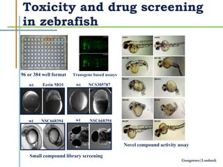 Toxicity and drug screening in zebrafish 96 or 384 well format wt Ezrin MO1 wt NCS305787 wt NSC668394 wt NSC668394 Novel compound activity assay Small compound library screening Transgene based assays