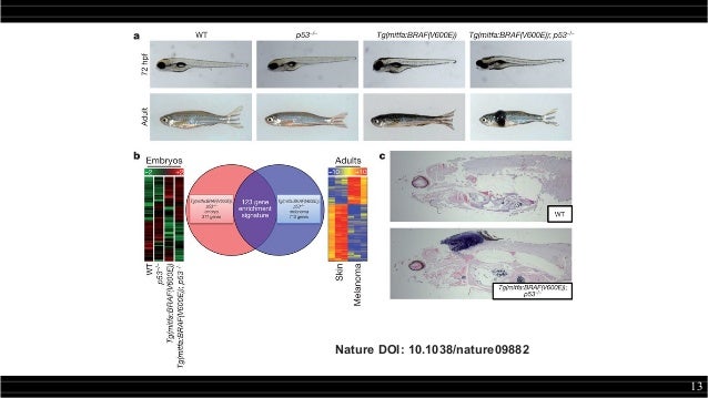 Os usos do zebrafish na biotecnologia (e vice-versa)