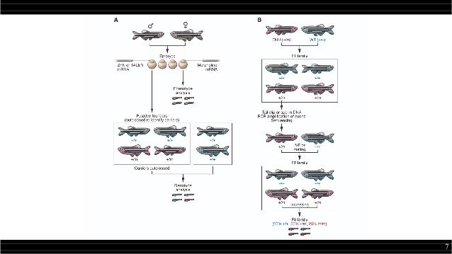 Os usos do zebrafish na biotecnologia (e vice-versa)