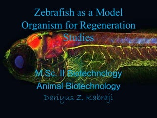 Zebrafish as a Model
Organism for Regeneration
Studies
M.Sc. II Biotechnology
Animal Biotechnology
Dariyus Z Kabraji
 