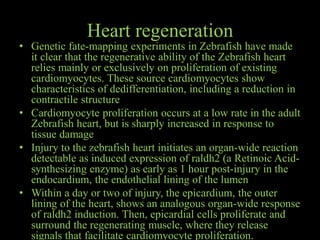 Zebrafish as a model organism for regeneration studies | PPTX