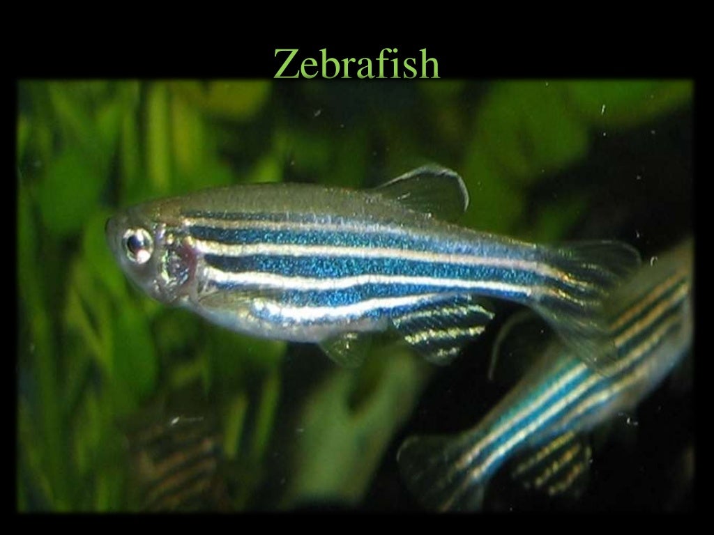 Zebrafish as a model organism for regeneration studies