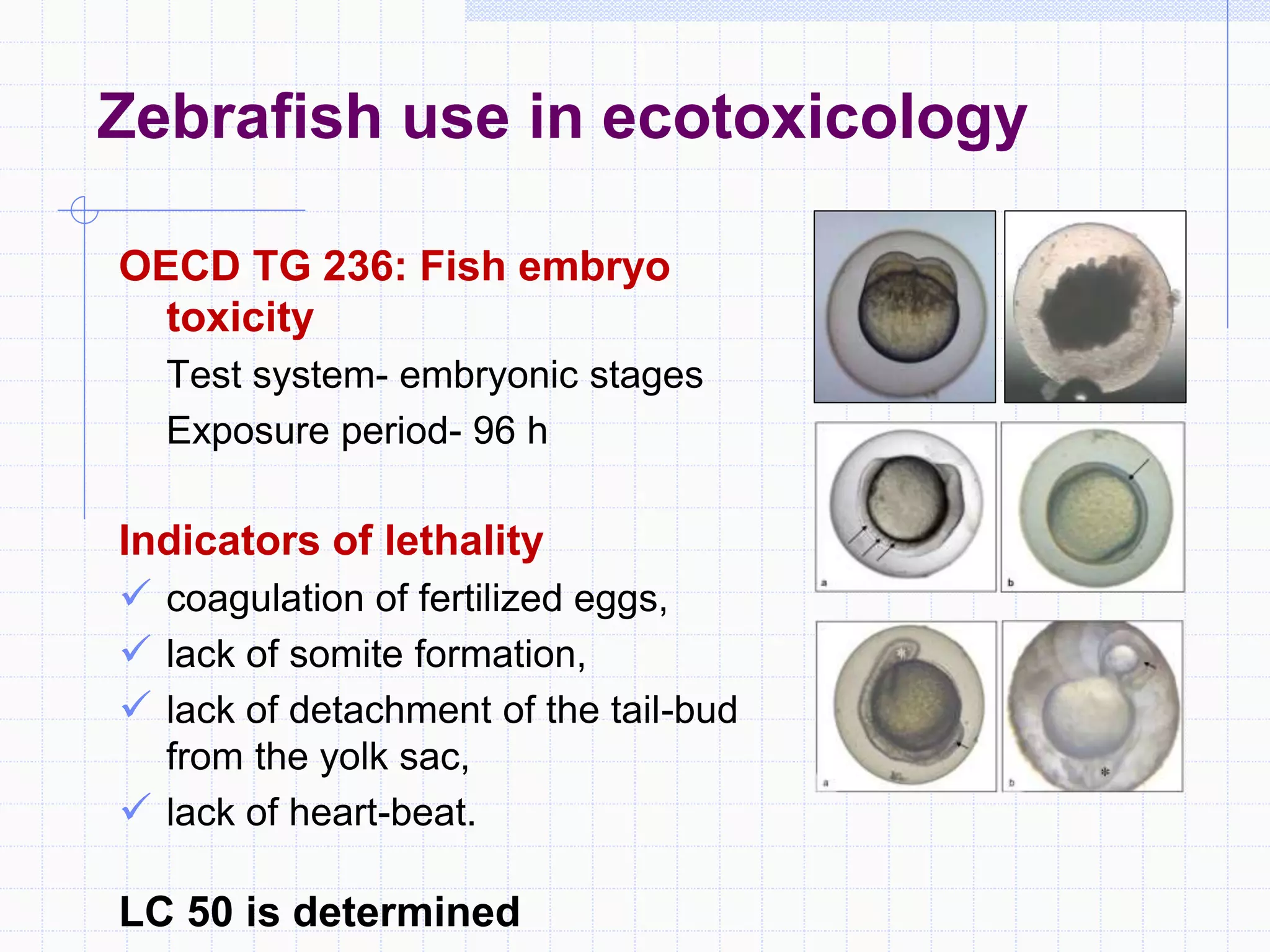 Zebrafish use in ecotoxicology
OECD TG 236: Fish embryo
toxicity
Test system- embryonic stages
Exposure period- 96 h
Indicators of lethality
 coagulation of fertilized eggs,
 lack of somite formation,
 lack of detachment of the tail-bud
from the yolk sac,
 lack of heart-beat.
LC 50 is determined
 