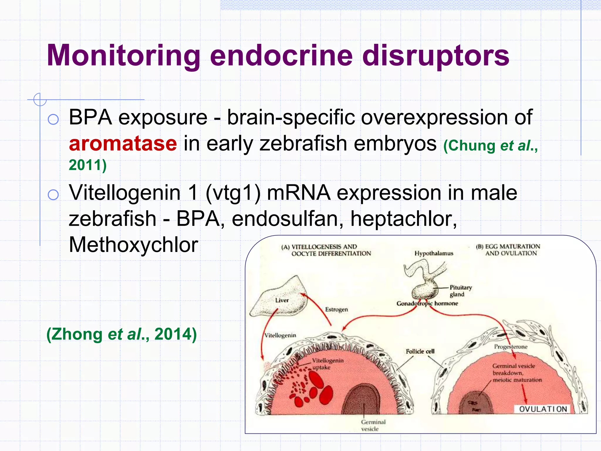 Monitoring endocrine disruptors
o BPA exposure - brain-specific overexpression of
aromatase in early zebrafish embryos (Chung et al.,
2011)
o Vitellogenin 1 (vtg1) mRNA expression in male
zebrafish - BPA, endosulfan, heptachlor,
Methoxychlor
(Zhong et al., 2014)
 