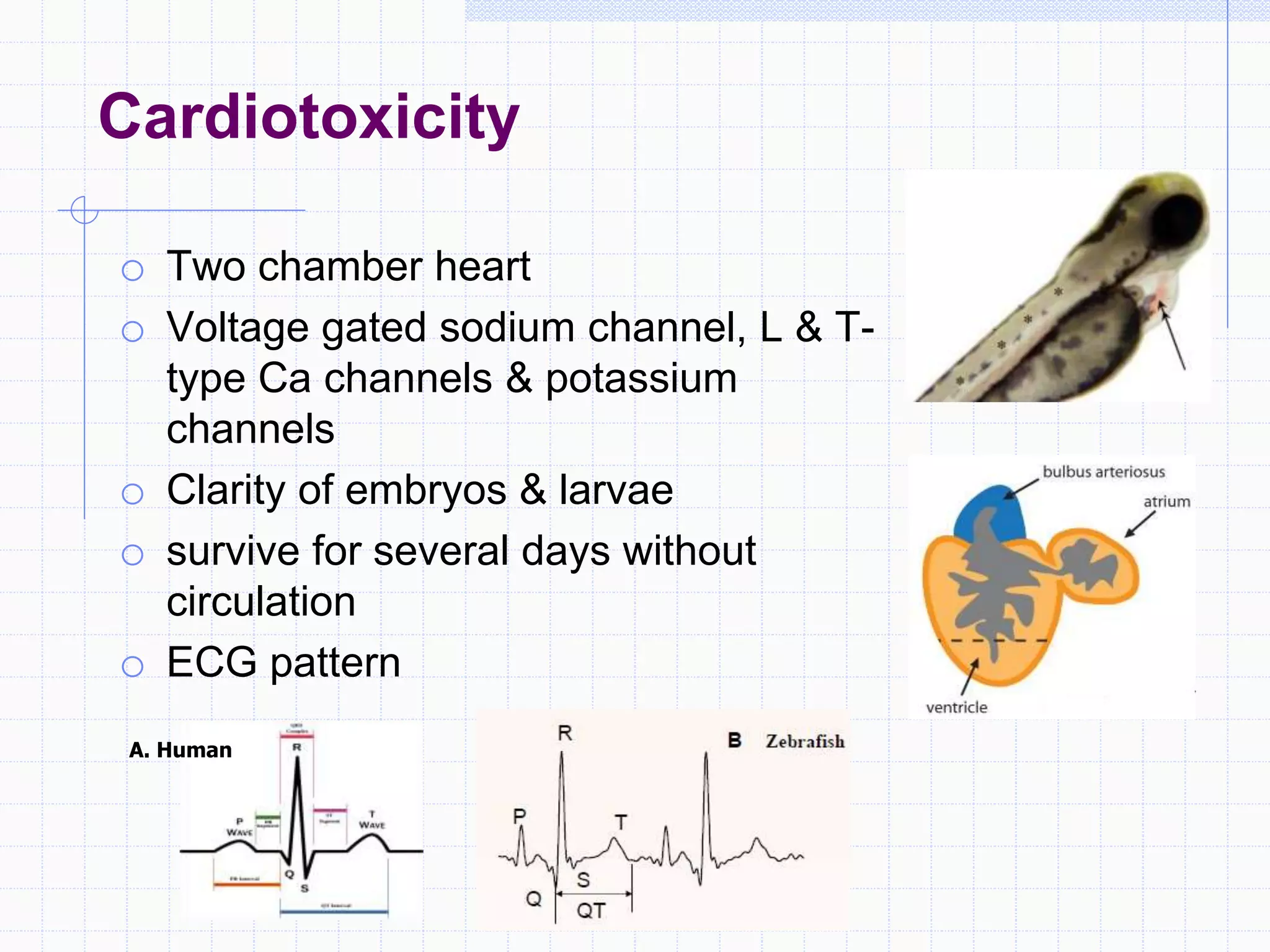o Two chamber heart
o Voltage gated sodium channel, L & T-
type Ca channels & potassium
channels
o Clarity of embryos & larvae
o survive for several days without
circulation
o ECG pattern
Cardiotoxicity
A. Human
 