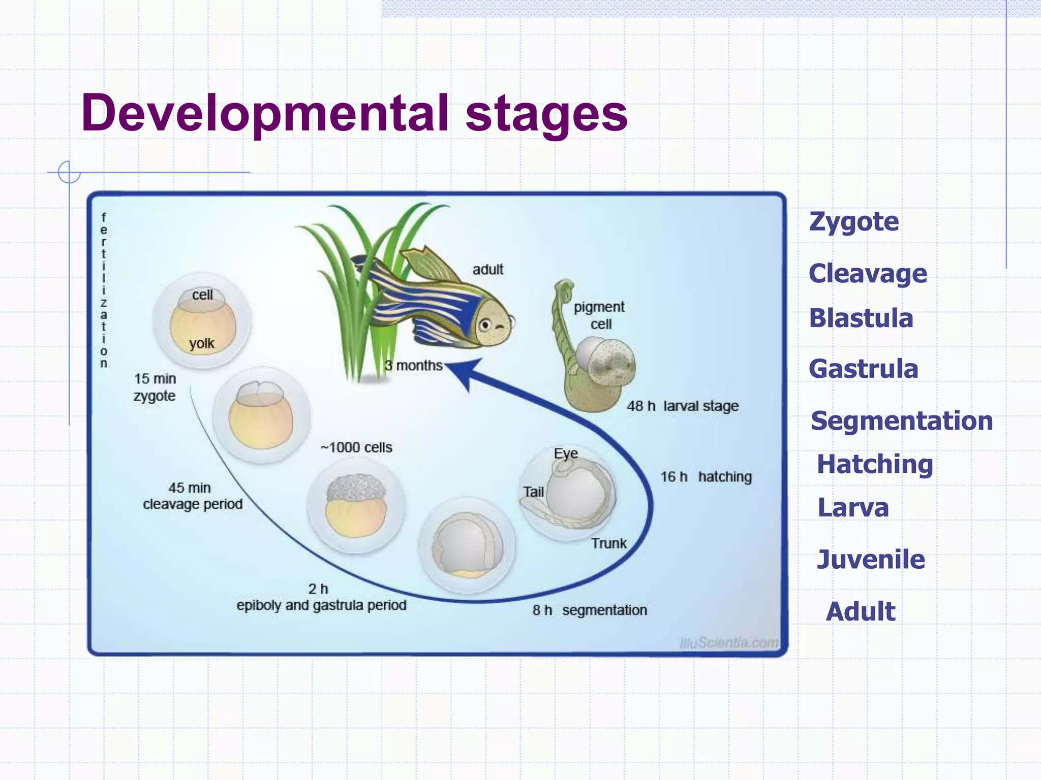 Developmental stages
Zygote
Cleavage
Blastula
Gastrula
Segmentation
Hatching
Larva
Juvenile
Adult
 