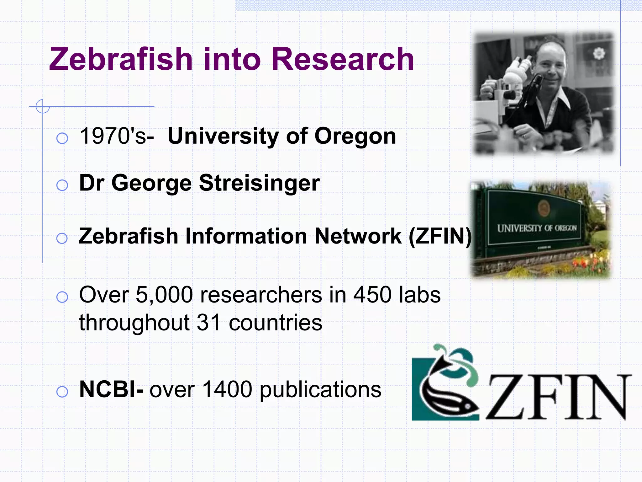 Zebrafish into Research
o 1970's- University of Oregon
o Dr George Streisinger
o Zebrafish Information Network (ZFIN)
o Over 5,000 researchers in 450 labs
throughout 31 countries
o NCBI- over 1400 publications
 