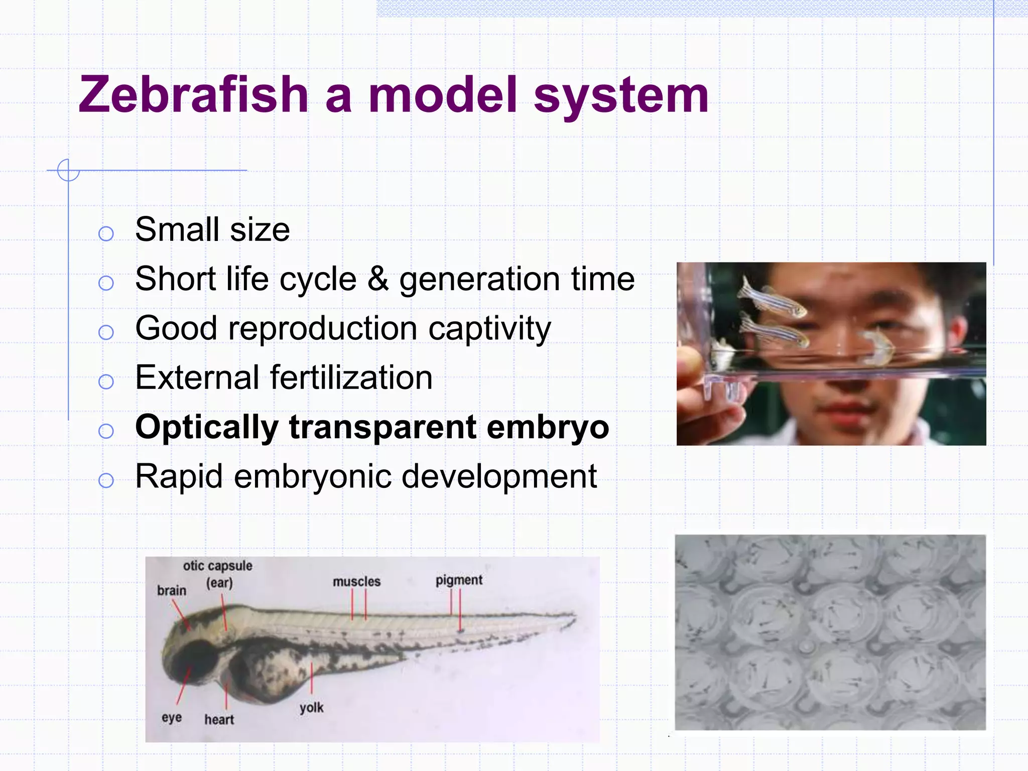 Zebrafish a model system
o Small size
o Short life cycle & generation time
o Good reproduction captivity
o External fertilization
o Optically transparent embryo
o Rapid embryonic development
 