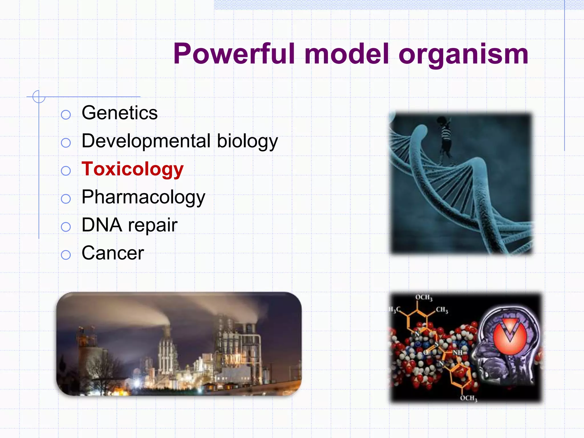 Powerful model organism
o Genetics
o Developmental biology
o Toxicology
o Pharmacology
o DNA repair
o Cancer
 
