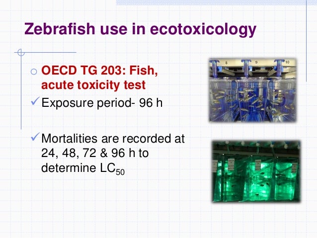 Zebrafish as a model system to study toxicology