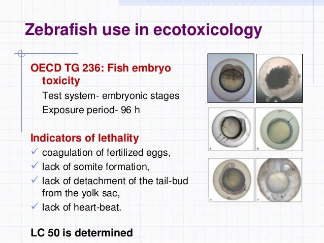 Zebrafish as a model system to study toxicology
