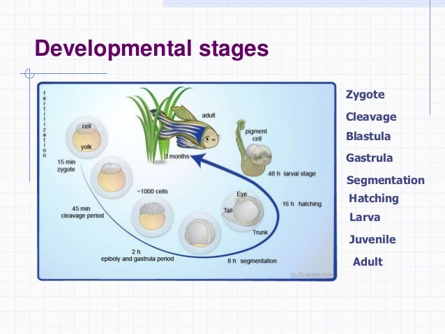 Zebrafish as a model system to study toxicology