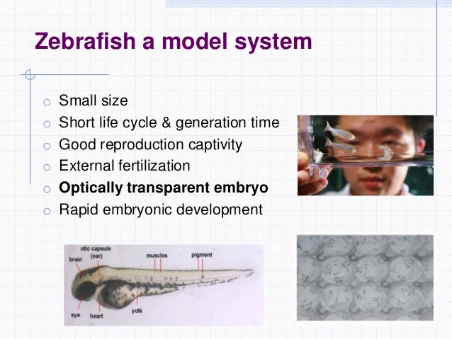 Zebrafish as a model system to study toxicology