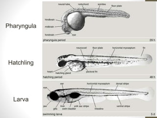 Pharyngula / 
Hatchling / Larva 
Pharyngula 
Hatchling 
Larva 
 