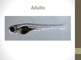 Adulto 
 
