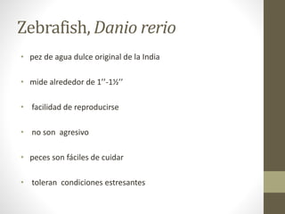 Zebrafish, Danio rerio 
• pez de agua dulce original de la India 
• mide alrededor de 1’’-1½’’ 
• facilidad de reproducirse 
• no son agresivo 
• peces son fáciles de cuidar 
• toleran condiciones estresantes 
 