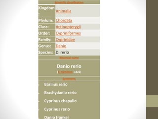 Scientific classification 
Kingdom 
: 
Animalia 
Phylum: Chordata 
Class: Actinopterygii 
Order: Cypriniformes 
Family: Cyprinidae 
Genus: Danio 
Species: D. rerio 
Binomial name 
Danio rerio 
(F. Hamilton, 1822) 
Synonyms 
 Barilius rerio 
 Brachydanio rerio 
 Cyprinus chapalio 
 Cyprinus rerio 
 Danio frankei 
 