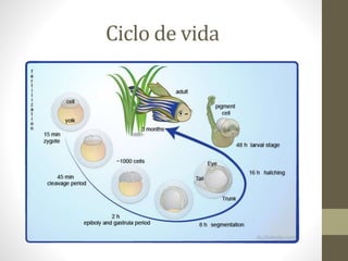 Ciclo de vida 
 