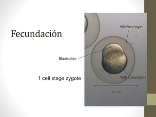 Fecundación 
Vitelline layer 
Yolk cytoplasm 
250 um 
Blastodisk 
1 cell stage zygote 
0.7 mm 
 