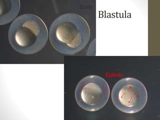 Blastula 
Early 
Epiboly 
 