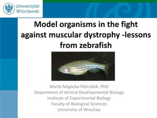 Model organisms in the fight
against muscular dystrophy -lessons
from zebrafish
Marta Migocka-Patrzałek, PhD
Department of Animal Developmental Biology
Institute of Experimental Biology
Faculty of Biological Sciences
University of Wroclaw
 