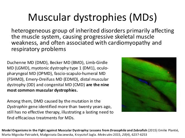 What are some common disorders of the muscular system?