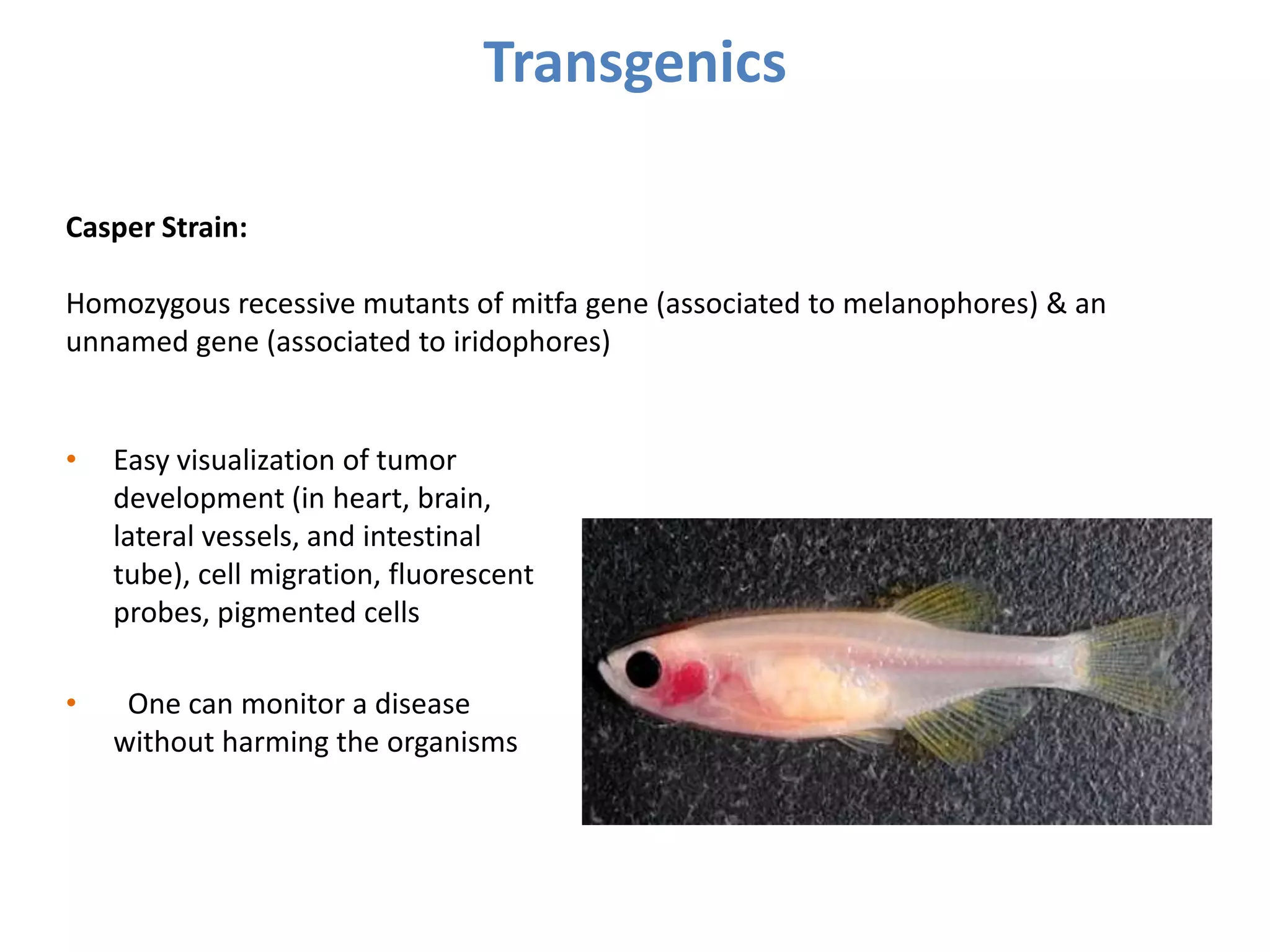 Transgenics
• Easy visualization of tumor
development (in heart, brain,
lateral vessels, and intestinal
tube), cell migration, fluorescent
probes, pigmented cells
• One can monitor a disease
without harming the organisms
Casper Strain:
Homozygous recessive mutants of mitfa gene (associated to melanophores) & an
unnamed gene (associated to iridophores)
 
