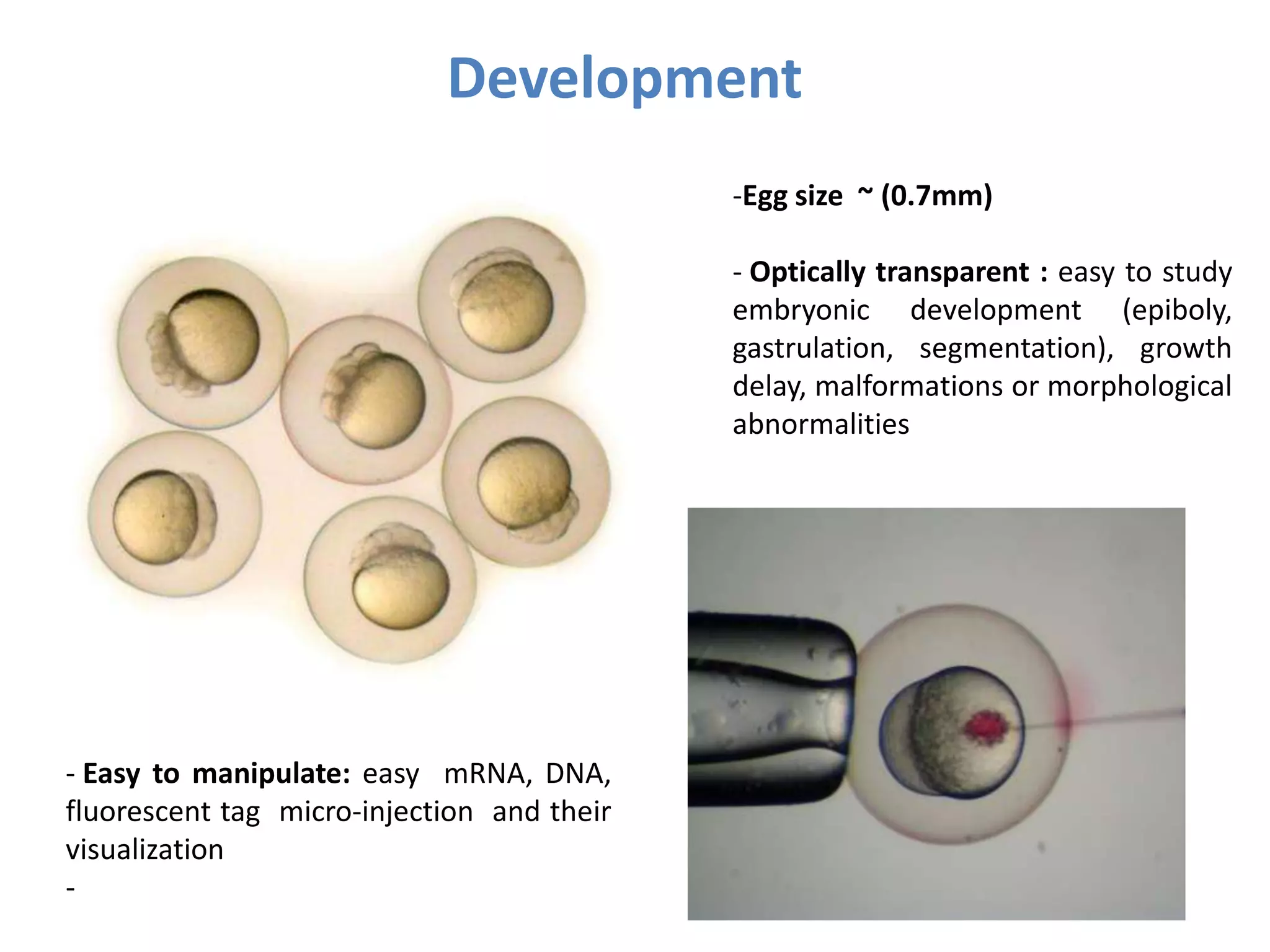 - Easy to manipulate: easy mRNA, DNA,
fluorescent tag micro-injection and their
visualization
-
Development
-Egg size ~ (0.7mm)
- Optically transparent : easy to study
embryonic development (epiboly,
gastrulation, segmentation), growth
delay, malformations or morphological
abnormalities
 