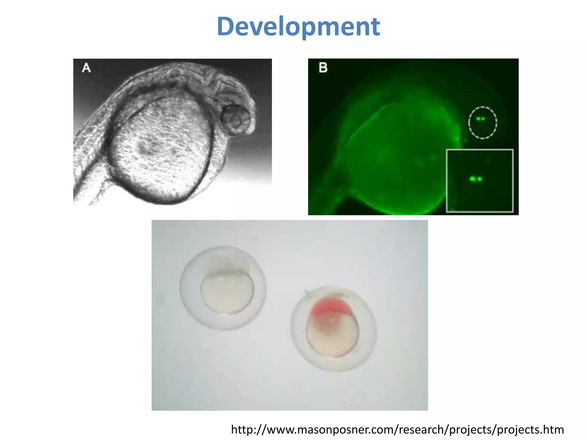 Development
http://www.masonposner.com/research/projects/projects.htm
 