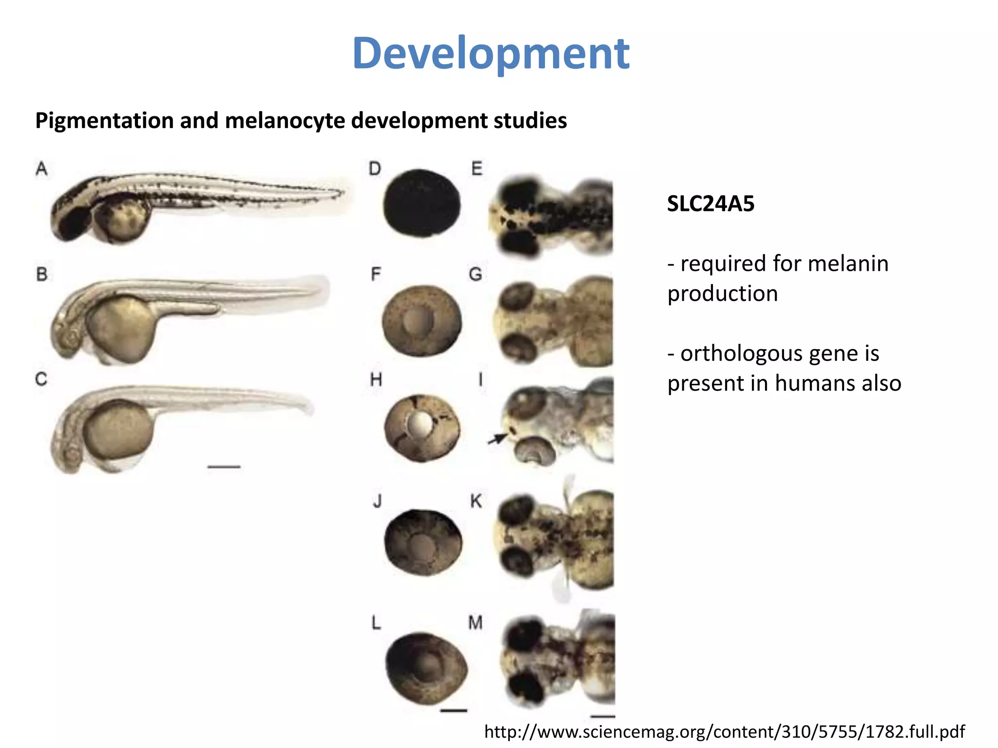 Pigmentation and melanocyte development studies
SLC24A5
- required for melanin
production
- orthologous gene is
present in humans also
http://www.sciencemag.org/content/310/5755/1782.full.pdf
Development
 