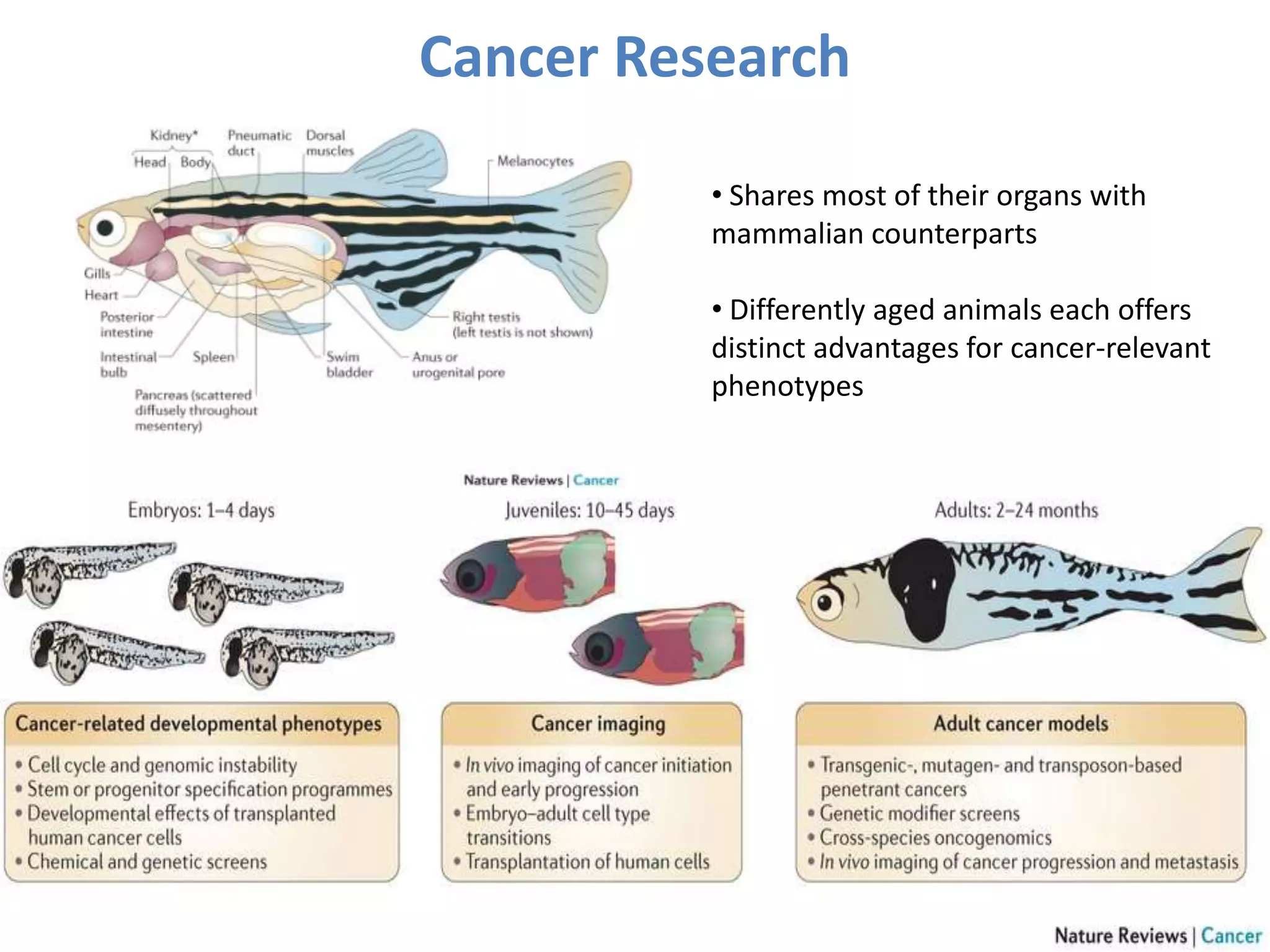 Cancer Research
• Shares most of their organs with
mammalian counterparts
• Differently aged animals each offers
distinct advantages for cancer-relevant
phenotypes
 