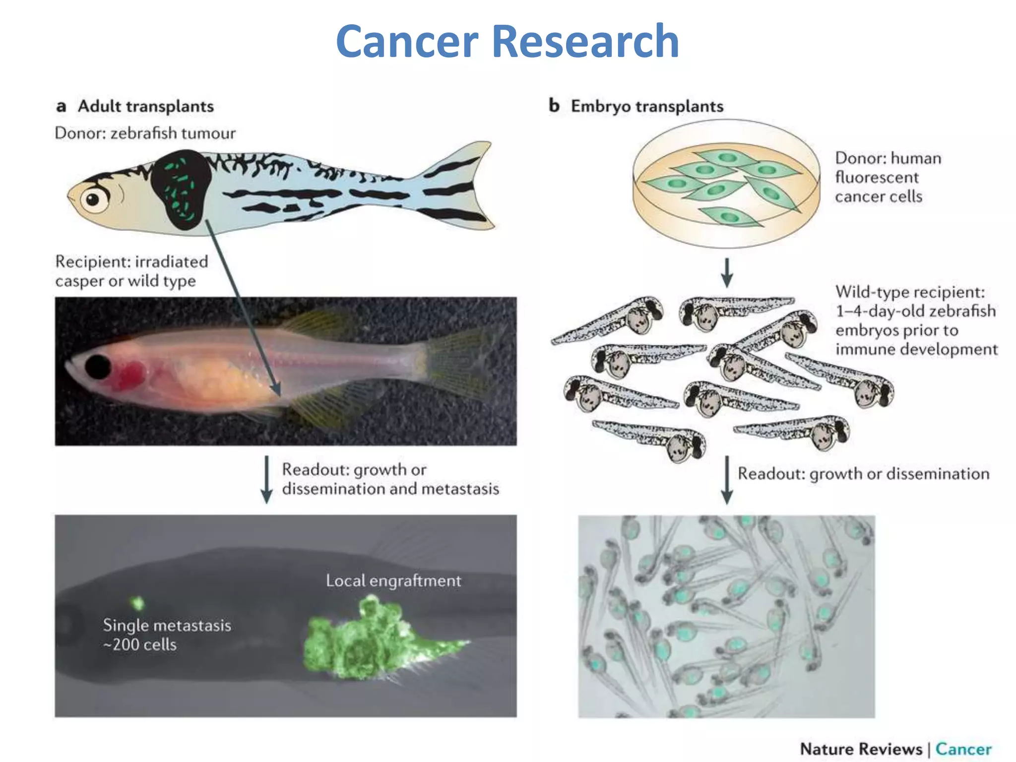 Cancer Research
 