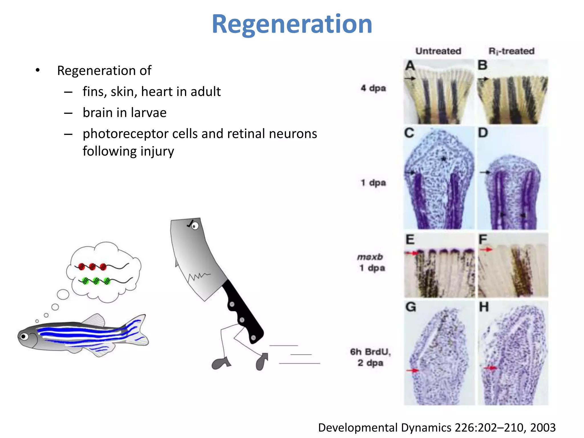 Regeneration
• Regeneration of
– fins, skin, heart in adult
– brain in larvae
– photoreceptor cells and retinal neurons
following injury
Developmental Dynamics 226:202–210, 2003
 