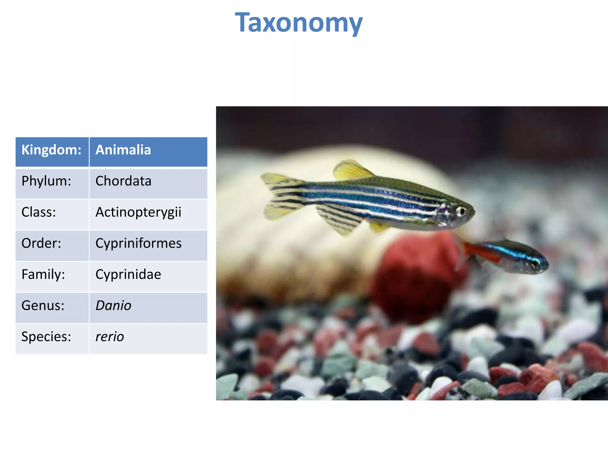 Taxonomy
Kingdom: Animalia
Phylum: Chordata
Class: Actinopterygii
Order: Cypriniformes
Family: Cyprinidae
Genus: Danio
Species: rerio
 