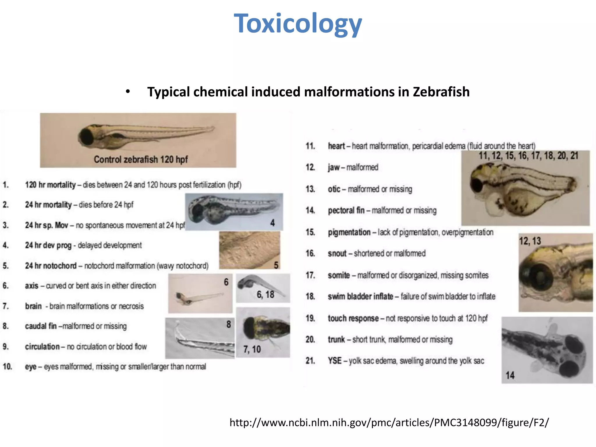 Toxicology
http://www.ncbi.nlm.nih.gov/pmc/articles/PMC3148099/figure/F2/
• Typical chemical induced malformations in Zebrafish
 