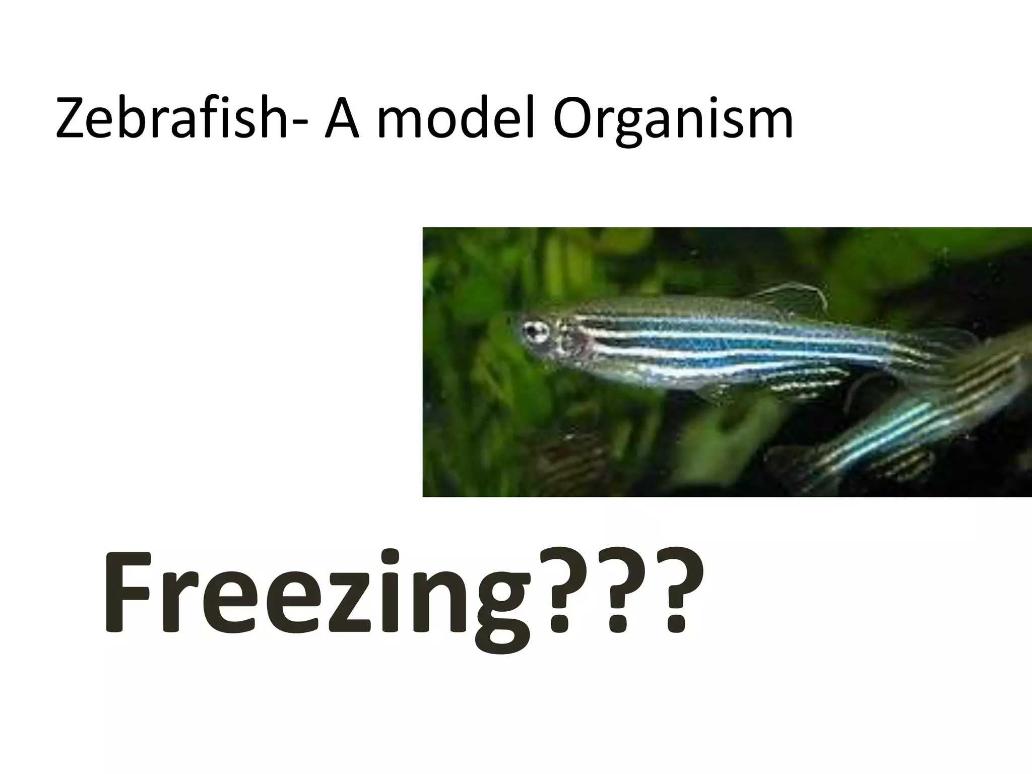 Zebrafish- A model Organism
Freezing???
 