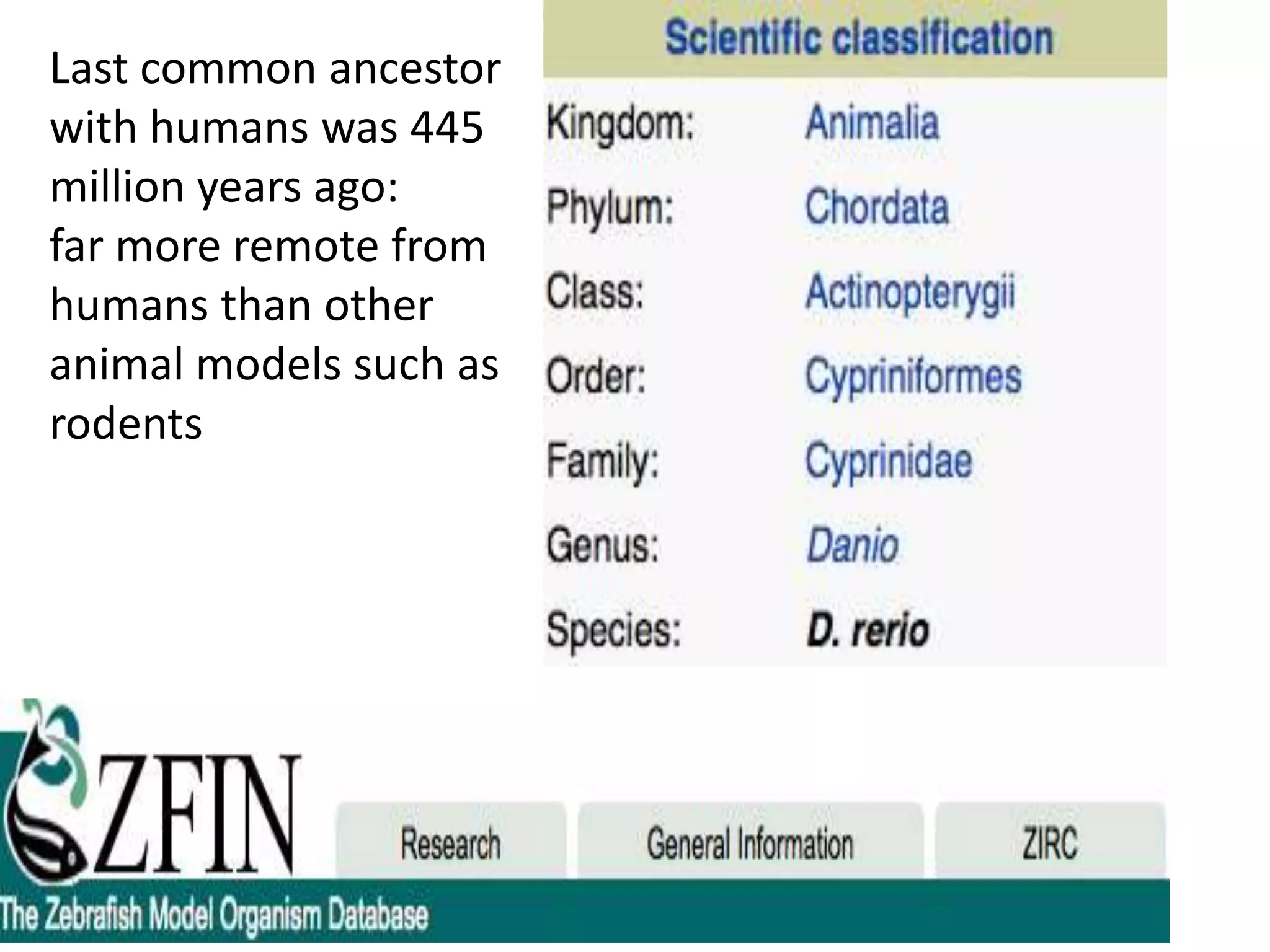 Last common ancestor
with humans was 445
million years ago:
far more remote from
humans than other
animal models such as
rodents
 