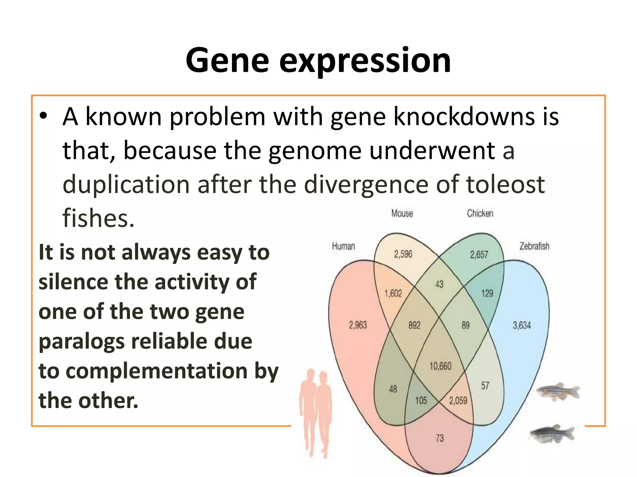 Gene expression
• A known problem with gene knockdowns is
that, because the genome underwent a
duplication after the divergence of toleost
fishes.
It is not always easy to
silence the activity of
one of the two gene
paralogs reliable due
to complementation by
the other.
 