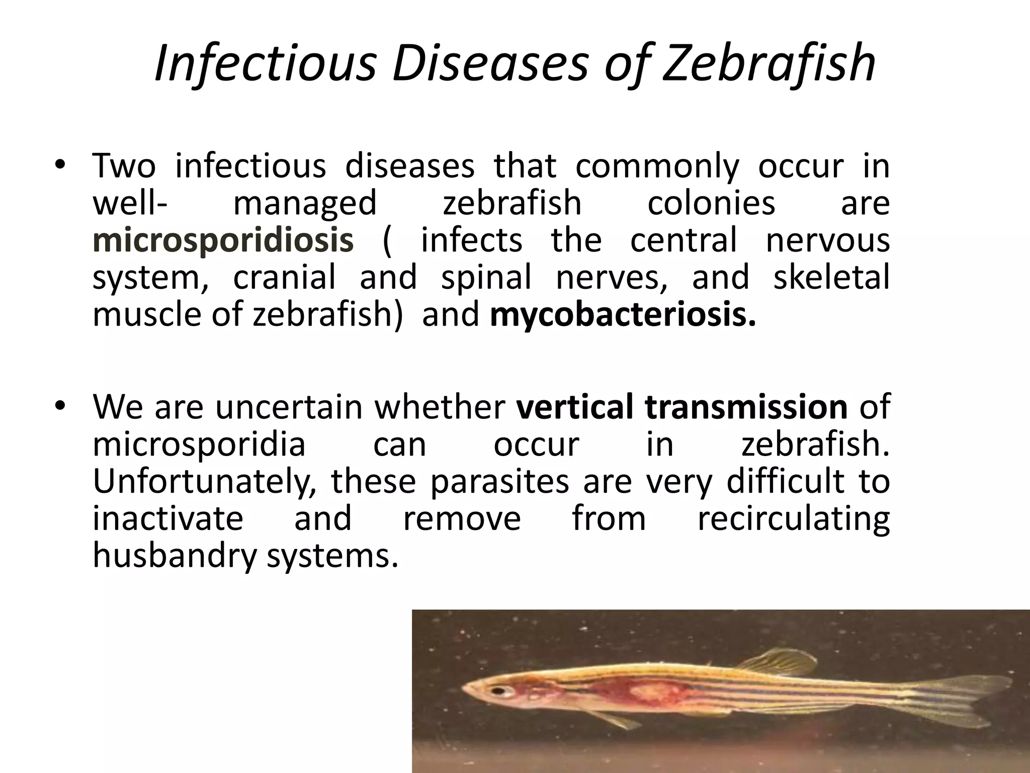 Infectious Diseases of Zebrafish
• Two infectious diseases that commonly occur in
well- managed zebrafish colonies are
microsporidiosis ( infects the central nervous
system, cranial and spinal nerves, and skeletal
muscle of zebrafish) and mycobacteriosis.
• We are uncertain whether vertical transmission of
microsporidia can occur in zebrafish.
Unfortunately, these parasites are very difficult to
inactivate and remove from recirculating
husbandry systems.
 