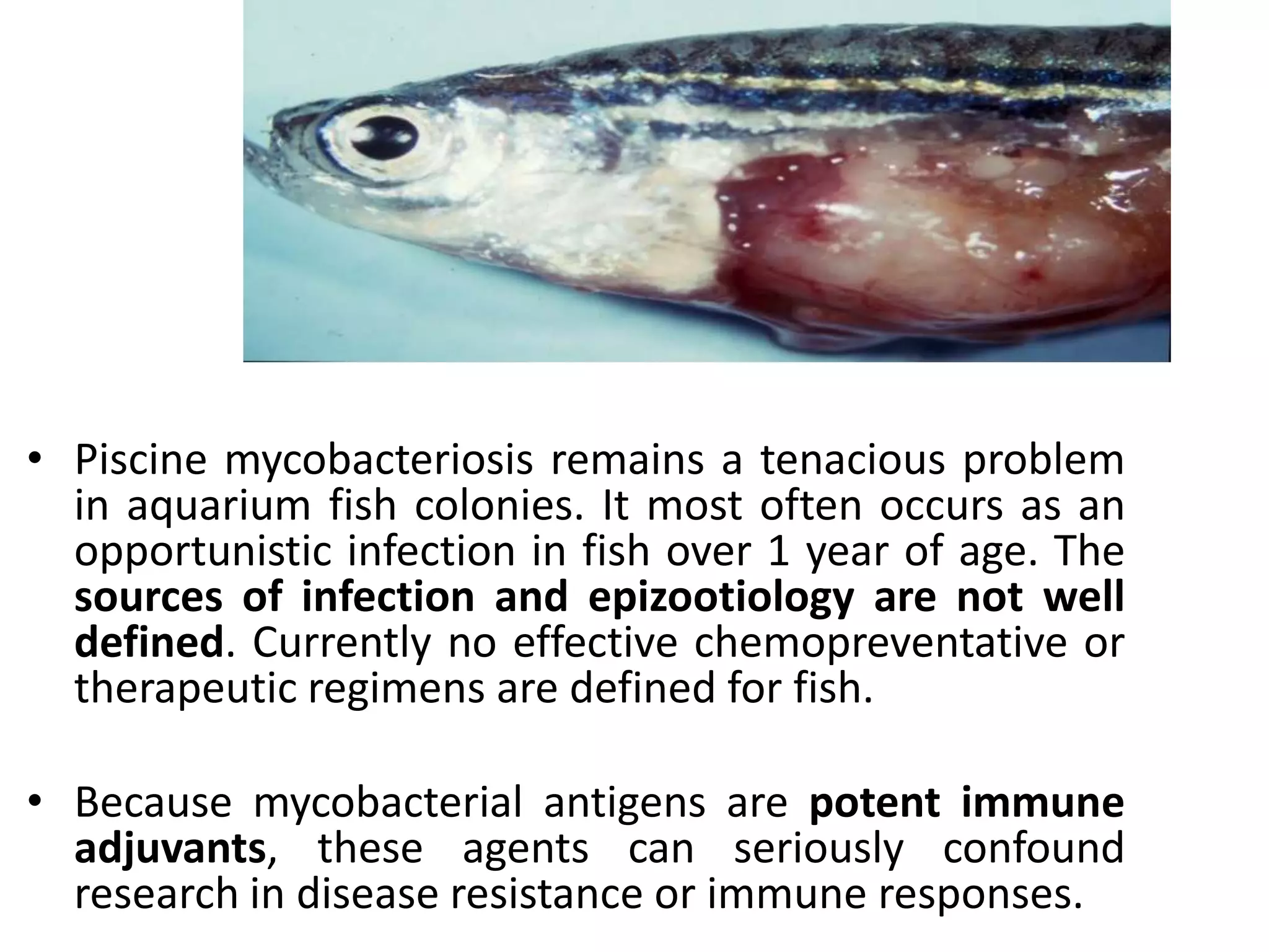 • Piscine mycobacteriosis remains a tenacious problem
in aquarium fish colonies. It most often occurs as an
opportunistic infection in fish over 1 year of age. The
sources of infection and epizootiology are not well
defined. Currently no effective chemopreventative or
therapeutic regimens are defined for fish.
• Because mycobacterial antigens are potent immune
adjuvants, these agents can seriously confound
research in disease resistance or immune responses.
 