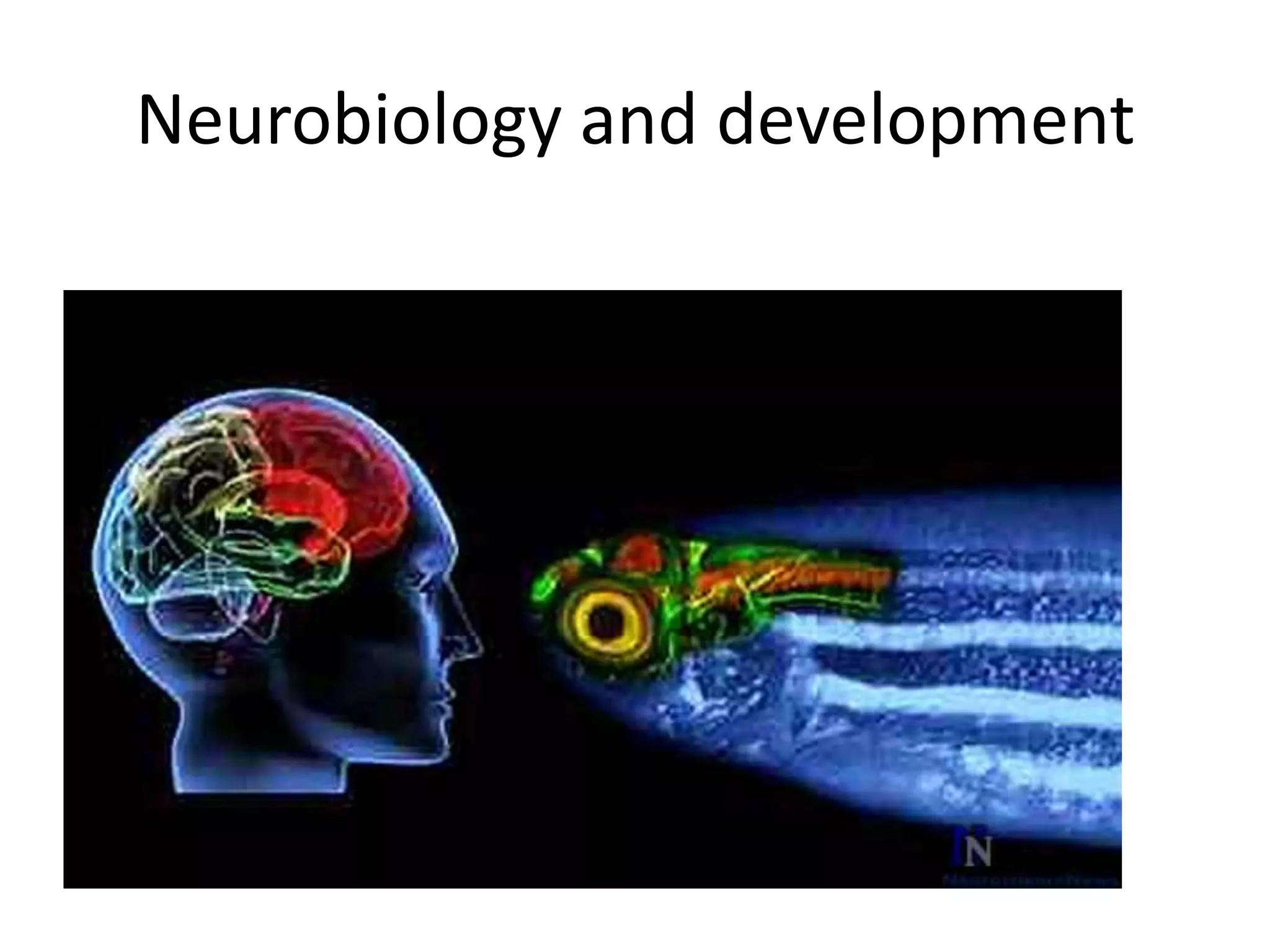 Neurobiology and development
 