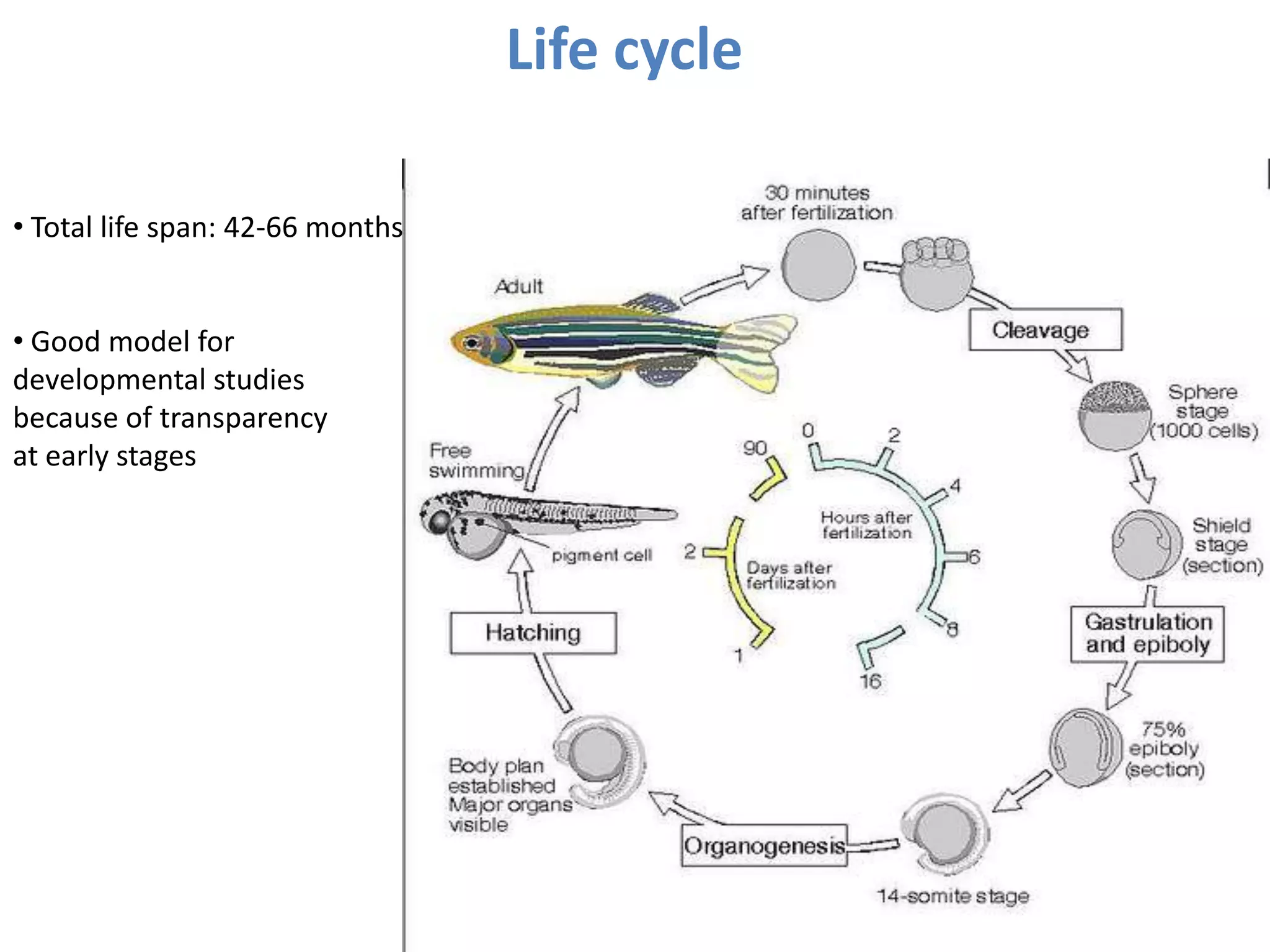 Life cycle
• Total life span: 42-66 months
• Good model for
developmental studies
because of transparency
at early stages
 