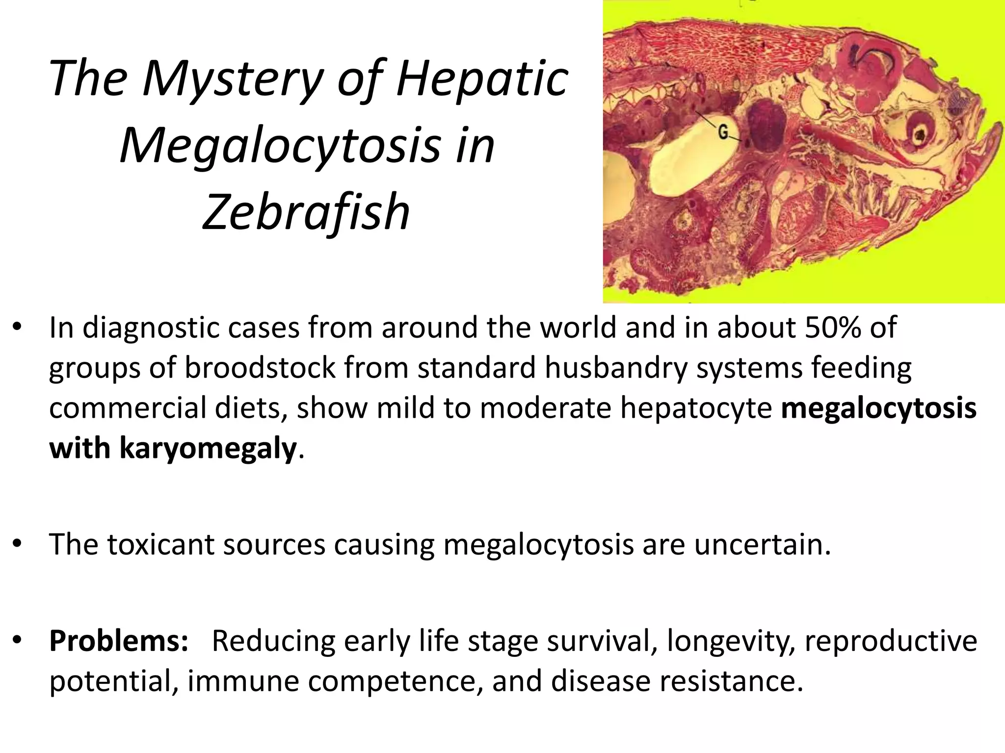 The Mystery of Hepatic
Megalocytosis in
Zebrafish
• In diagnostic cases from around the world and in about 50% of
groups of broodstock from standard husbandry systems feeding
commercial diets, show mild to moderate hepatocyte megalocytosis
with karyomegaly.
• The toxicant sources causing megalocytosis are uncertain.
• Problems: Reducing early life stage survival, longevity, reproductive
potential, immune competence, and disease resistance.
 